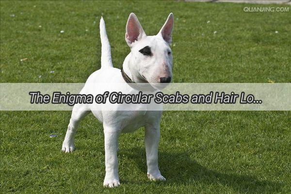 The Enigma of Circular Scabs and Hair Loss in Dogs A Comprehensive Guide to Healing